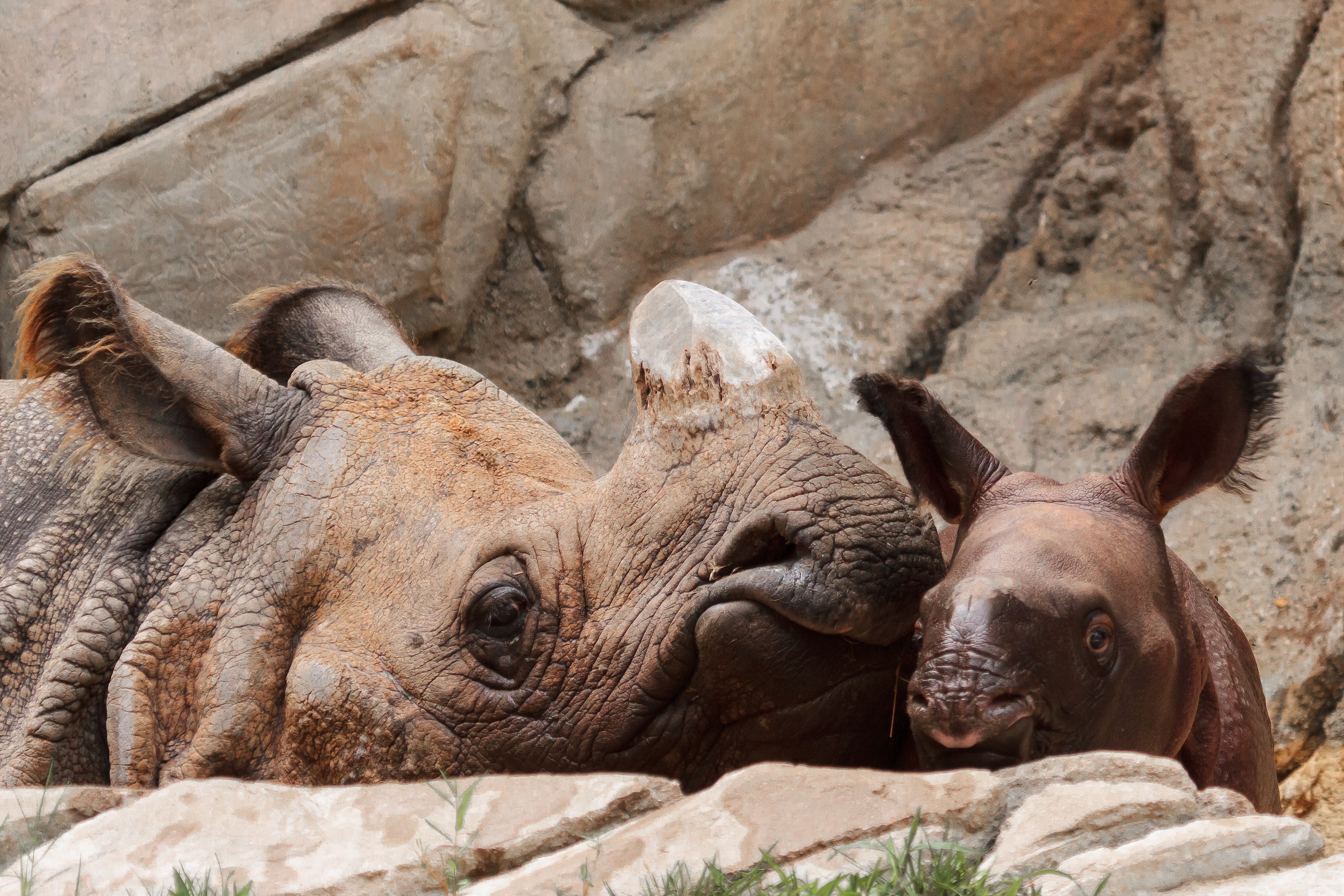 New baby Great one-horned Rhino at the Fort Worth Zoo snuggles with mom in Micheal Hampton's...