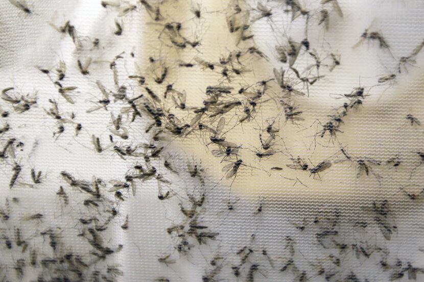 In this Thursday, Feb. 11, 2016 file photo, a trap holds mosquitos at the Dallas County...