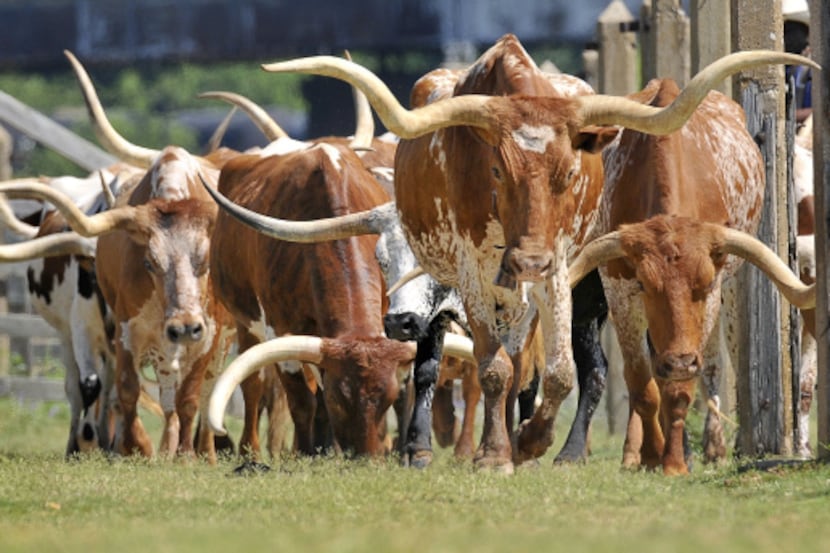 Drover Tim Gray, not seen, leads the Fort Worth Herd of longhorn cattle on the 11:30 cattle...
