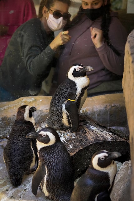 Zoo guest watch African penguins inside their habitat at the Dallas Zoo on Thursday, March...