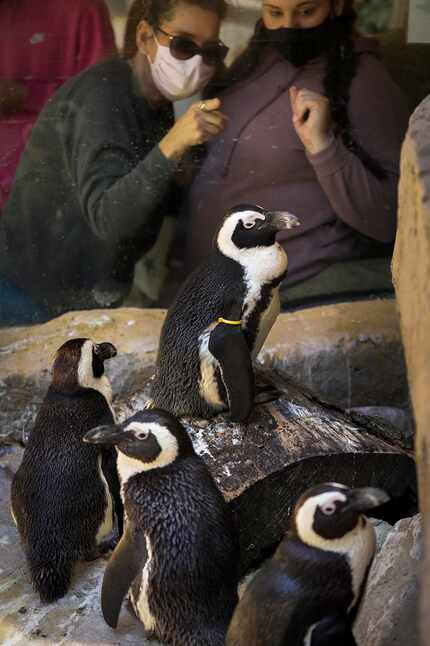 Zoo guest watch African penguins inside their habitat at the Dallas Zoo on Thursday, March...