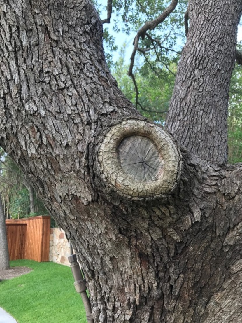 This tree has been pruned well and is healing well without any paint.