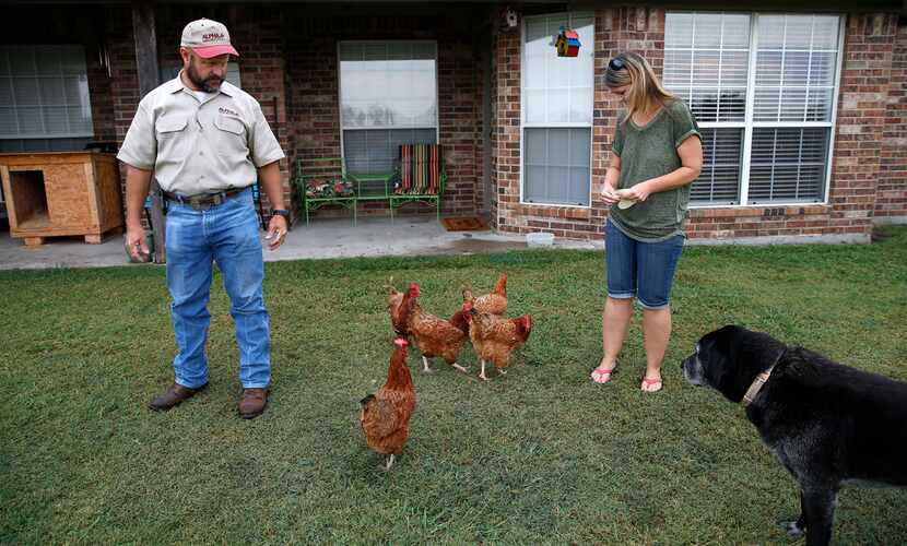 Kaufman County resident John Bomer watches his wife, Kristina, feed their chickens in the...