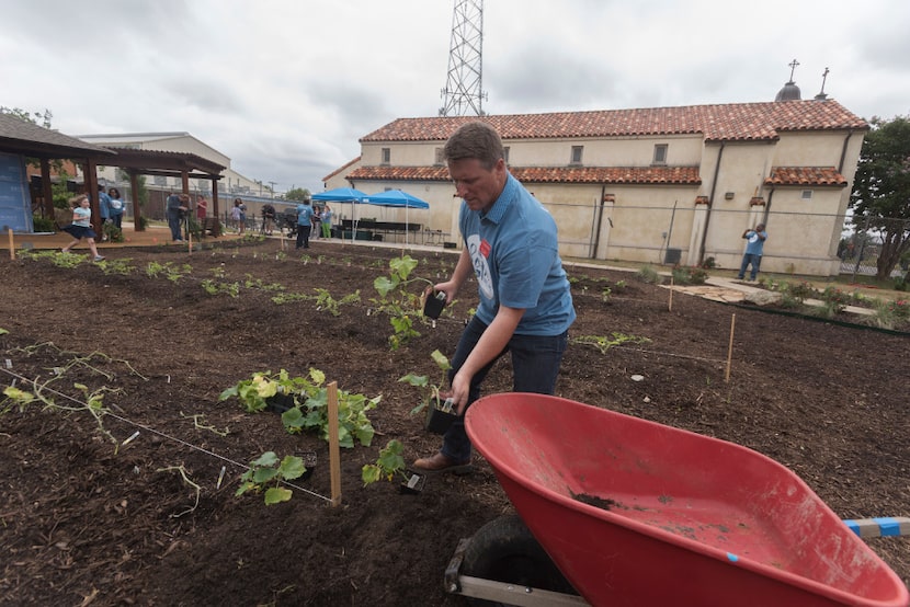 Scot Sanders, project manager of the Austin Street Center's New Hope Garden, plants cucumbers. 