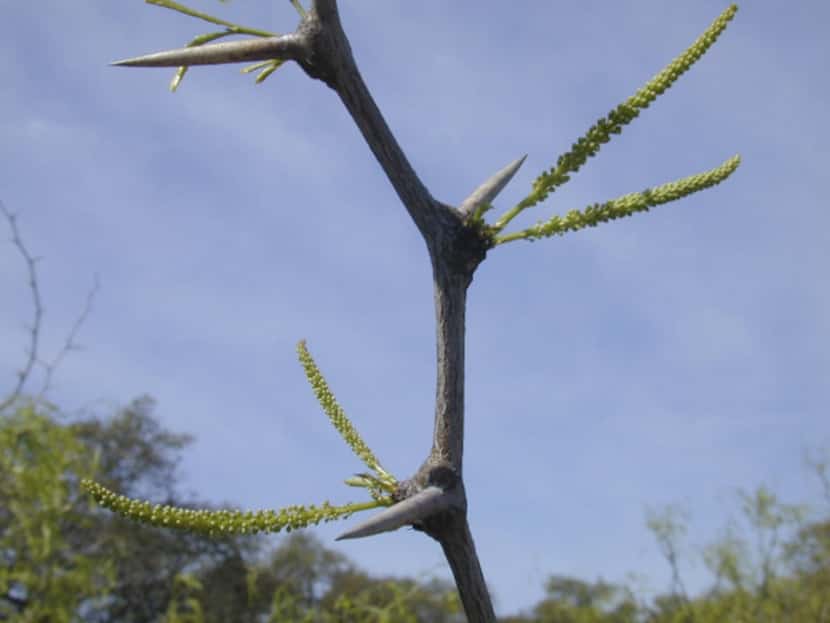 The mesquite native to North Texas exhibits thorns only on new growth. As the limbs mature,...