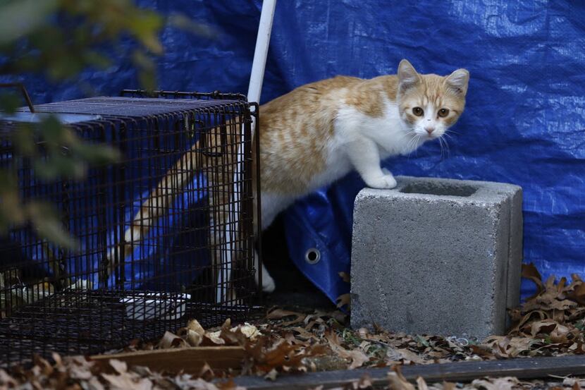 A feral cat approached a trap in the Camelot neighborhood in Garland two years ago. The...