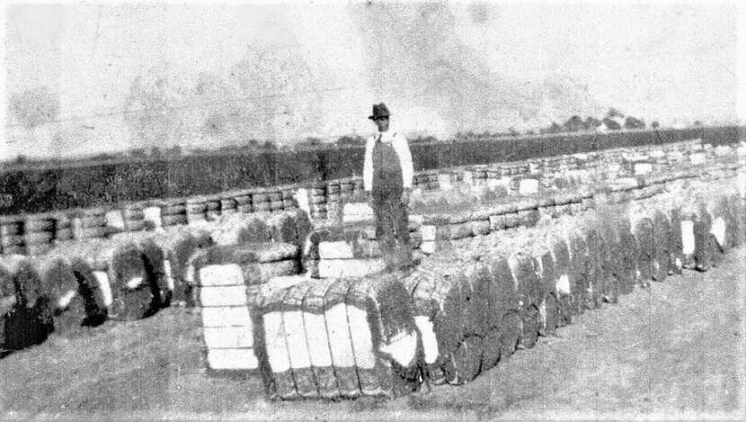 Gottlob Schrade stood atop cotton bales at the Chiesa Gin cotton yard around 1930 in a photo...