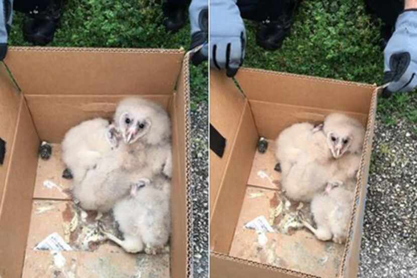 Kaufman police posted photos of the abandoned birds on Facebook.
