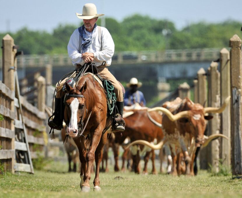 Drover Tim Gray leads the Fort Worth Herd of longhorn cattle on the 11:30 cattle drive in...