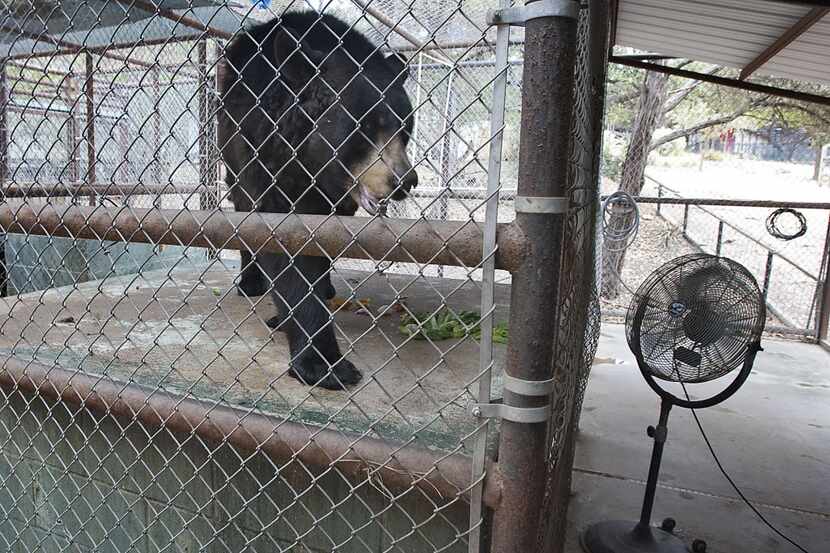 Chloe, a female North American black bear at the Austin Zoo, paces back and forth in front...