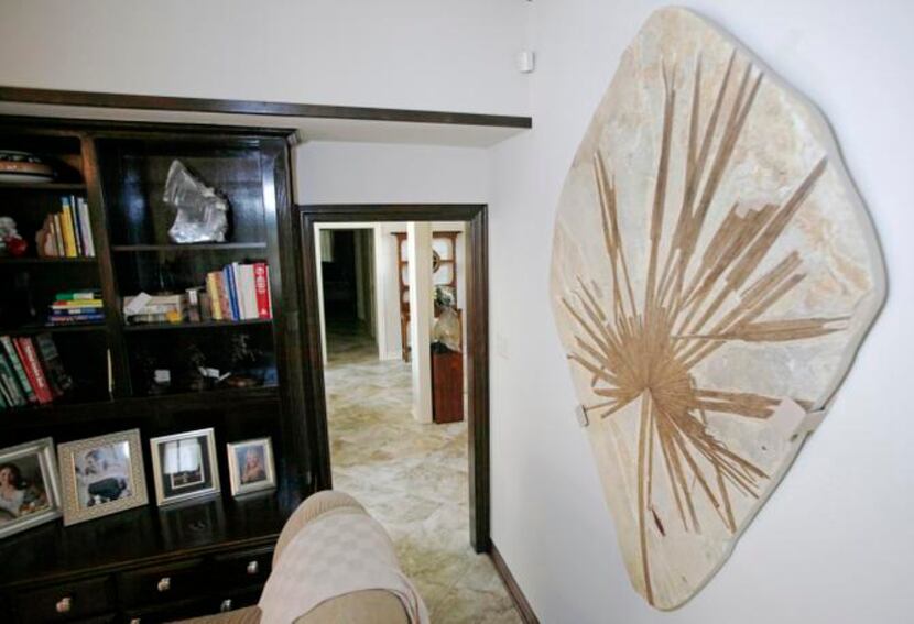 
A 35-million-year-old palm frond is displayed inside Mark Pospisil’s house in Southlake.
