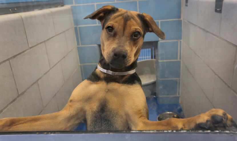 "Isabella" is pictured in her pen at Dallas Animal Services, 1818 N. Westmoreland Road in...