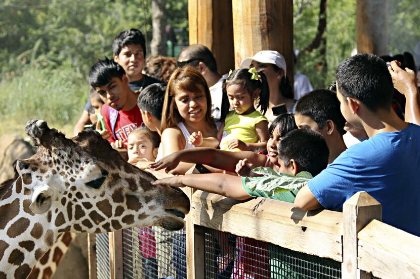 Visit the Dallas Zoo during its Penguin Days promo, Jan. 6-Feb. 29, and get in for just $8...