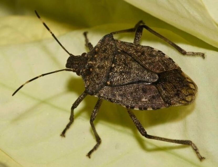 The brown marmorated stinkbug is a pest that needs controls. 