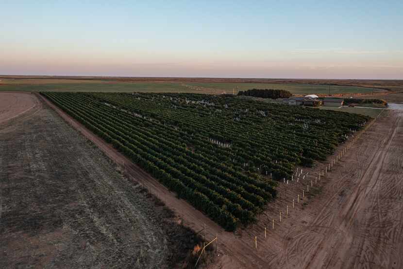Buena Suerte Vineyard in Terry County is part of a 640-acre property listed for sale at...