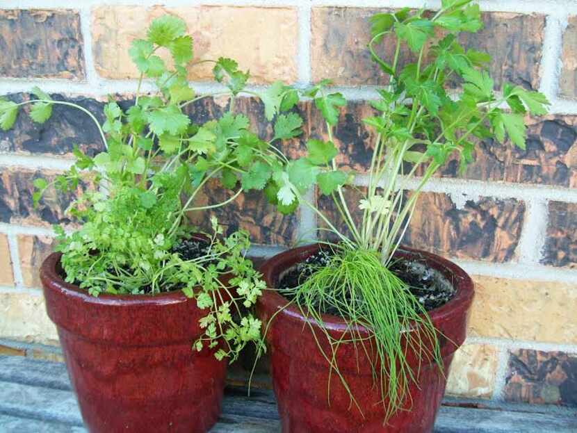 
Clockwise from top left: cilantro, Italian parsley, garlic chives, chervil
