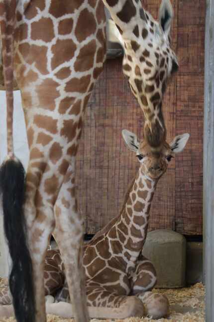 Giraffe mother Chrystal tends to her new calf who was born April 25 at the Dallas Zoo.