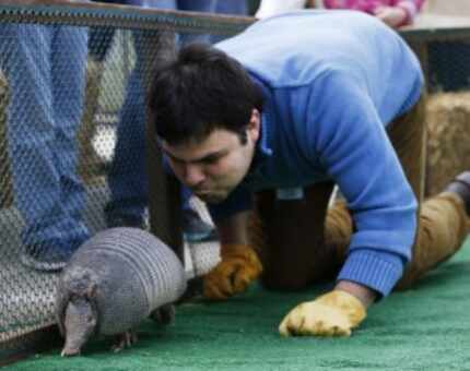  Neighborsgo editor Charlie Scudder blows on an armadillo to get it to move toward the...