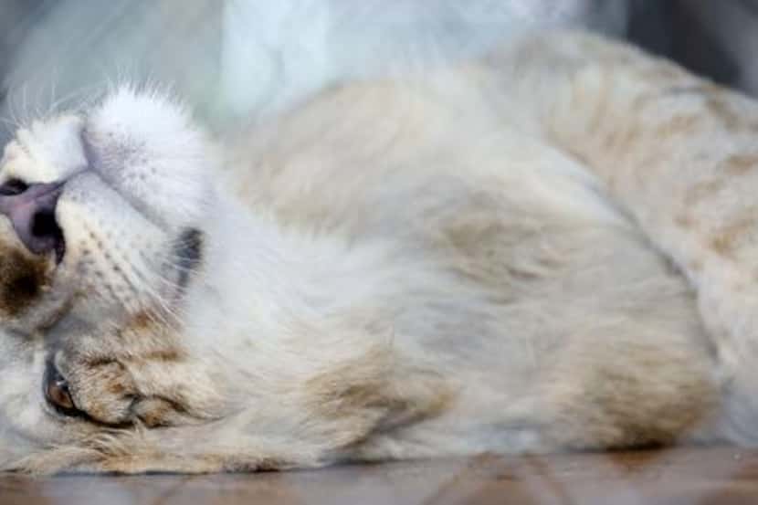 
Rafiki, a 7-month-old lion, rests in the afternoon at In-Sync Exotics, which was founded in...