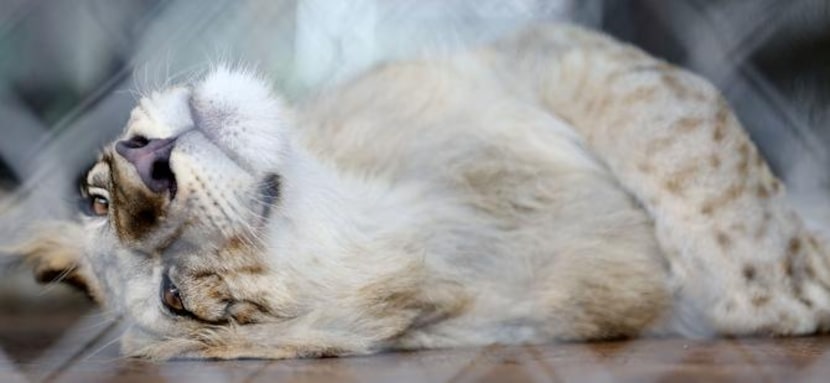 
Rafiki, a 7-month-old lion, rests in the afternoon at In-Sync Exotics, which was founded in...