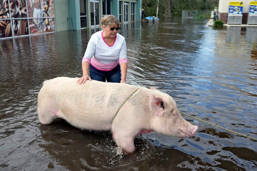 Cindy Evers tries to comfort a pig that was rescued from floodwaters from the Alafia river...