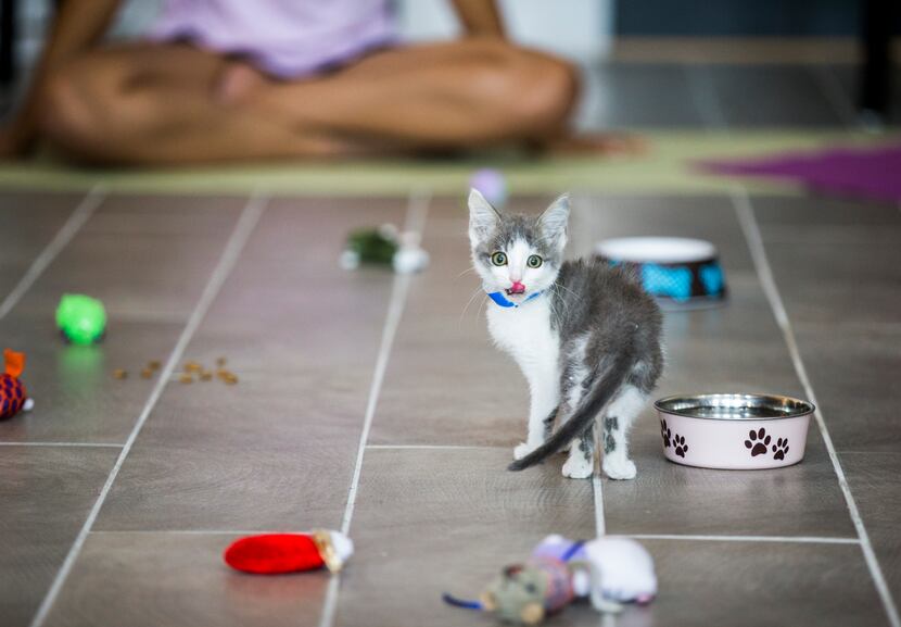 A kitten licked its lips during a yoga class.