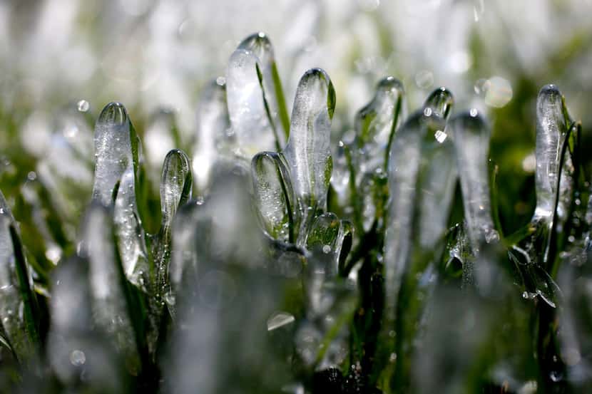 Ice from a sprinkler system covered grass along Abrams Road in East Dallas on March 5, 2019....
