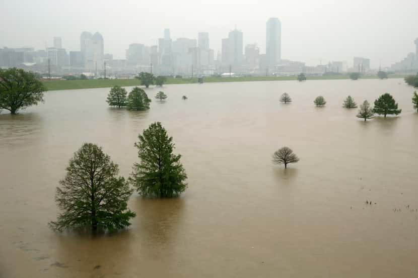 Trees in Trammell Crow Park are surrounded by high water in the swollen Trinity River...