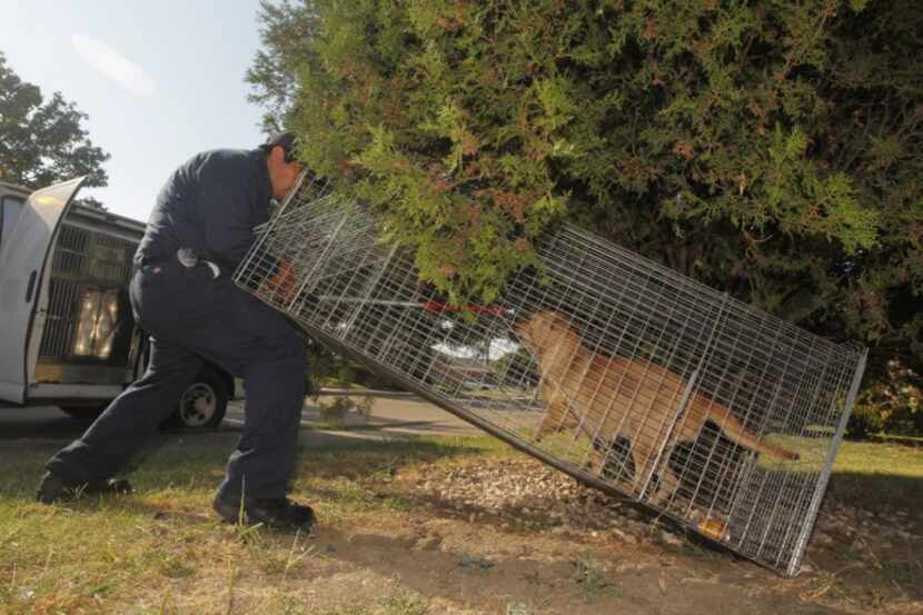  Dallas Animal Services animal control officer Esteban Rodriguez, puts a loop around a stray...