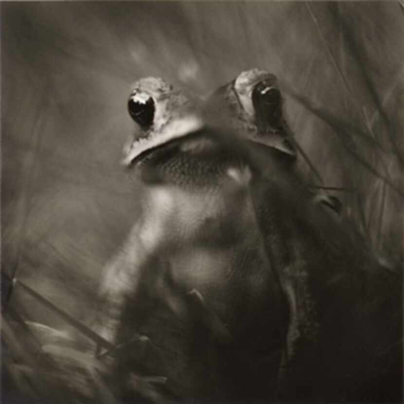  Toad, 2004 Â©David Johndrow PDNB Critters