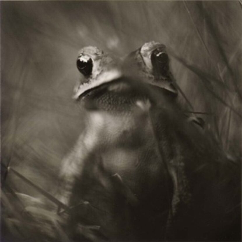  Toad, 2004 Â©David Johndrow PDNB Critters