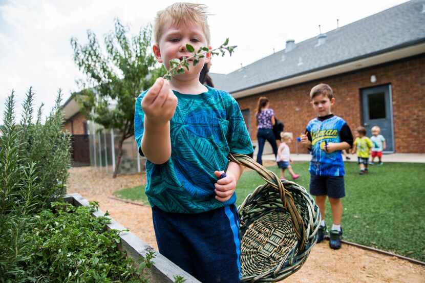 Jacob Martin, 3, holds a clipping from a plant as preschool students touch, smell and...