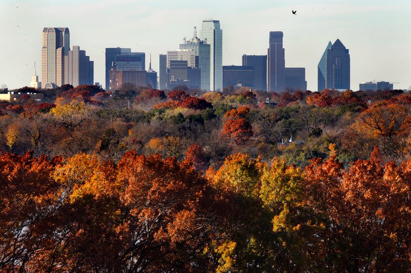 The Dallas skyline rises above the fall foliage appearing in an array of colors around White...