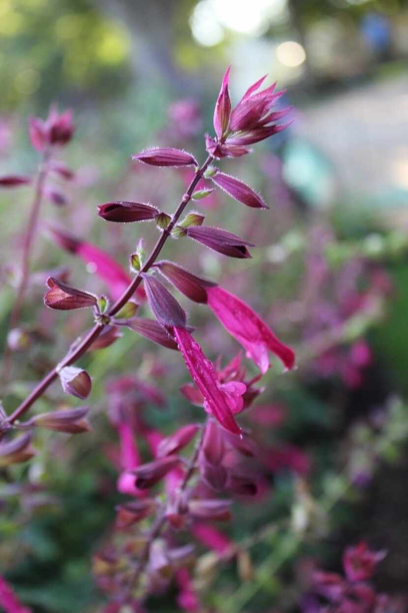 Salvia 'Skyscraper Pink' is a new salvia variety that passed the plant trials at the Dallas...
