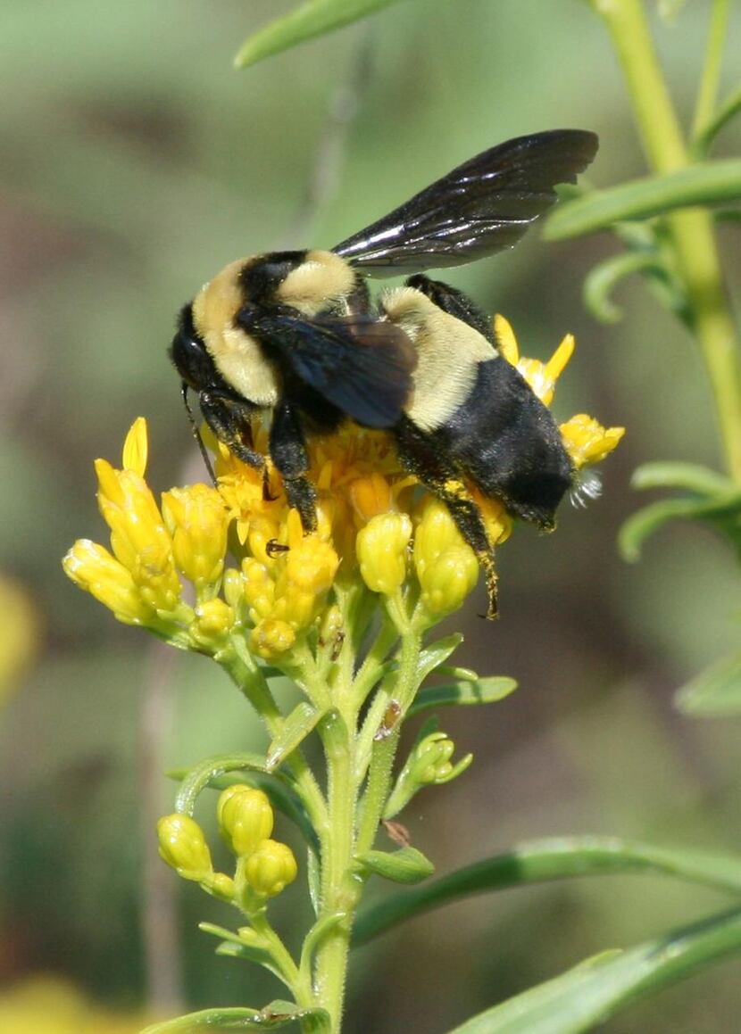 
Southern Plains bumblebee 
