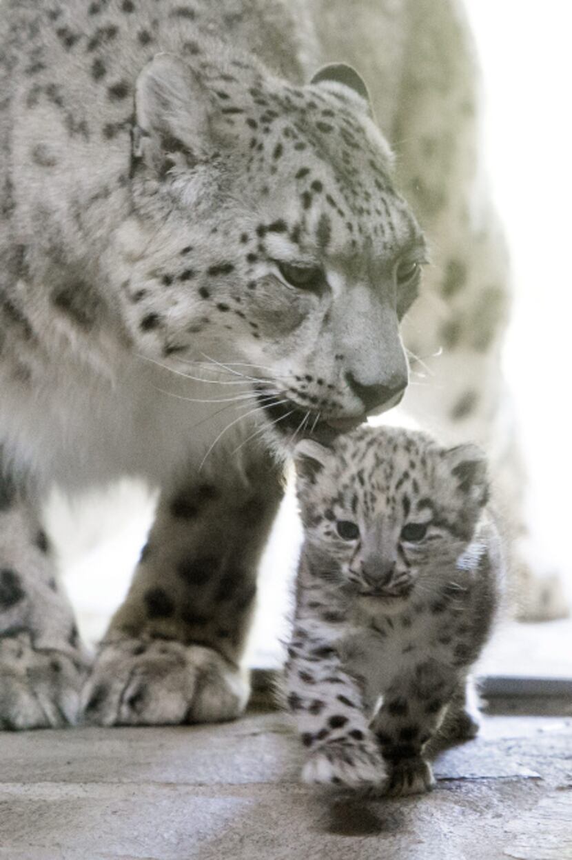 The female snow leopard "Milla", and her baby are pictured in the Zoo de Servion, in...