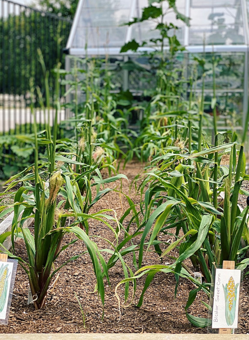 Gardening bicolor sweet corn at Dallas Farmers Market