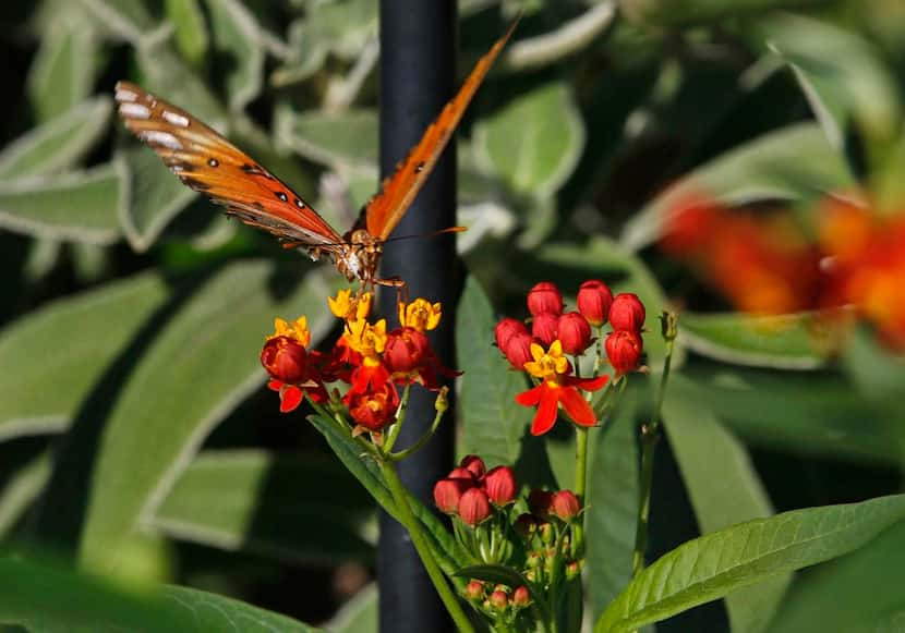 Mexican milkweed,  although not a native, is the easiest milkweed to find at local garden...