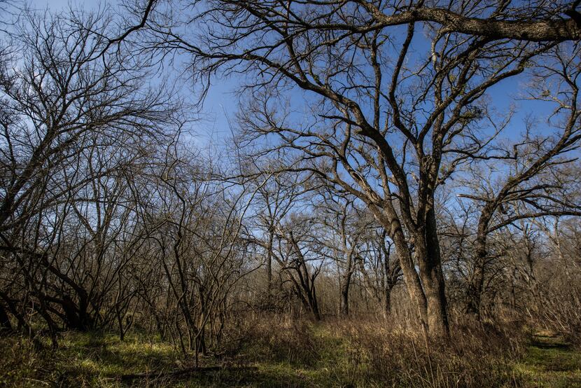 Some areas of the Great Trinity Forest, such as this one, are unchanged from hundreds of...