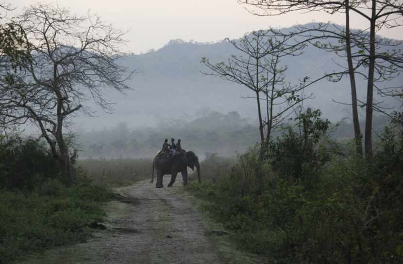 Indian forest officials atop an elephant count rhinos during a rhino census in March 2013,...