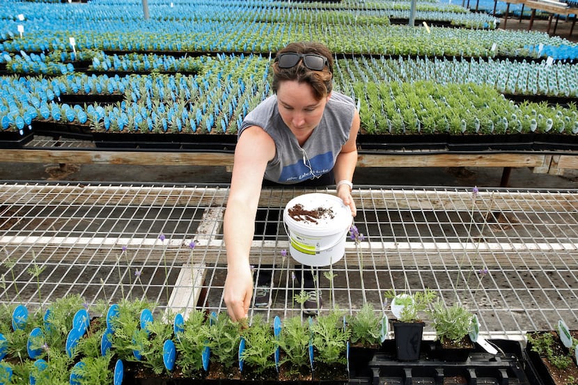 Horticulturist Felicia English sprinkles rove beetles on lavender at Blue Label Herbs in...