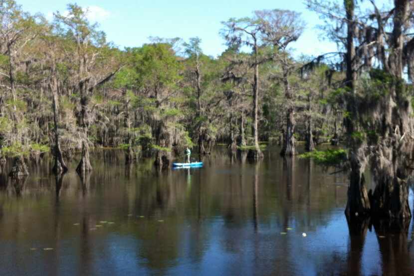 Early morning's quiet on Caddo Lake is perfect for fishing.