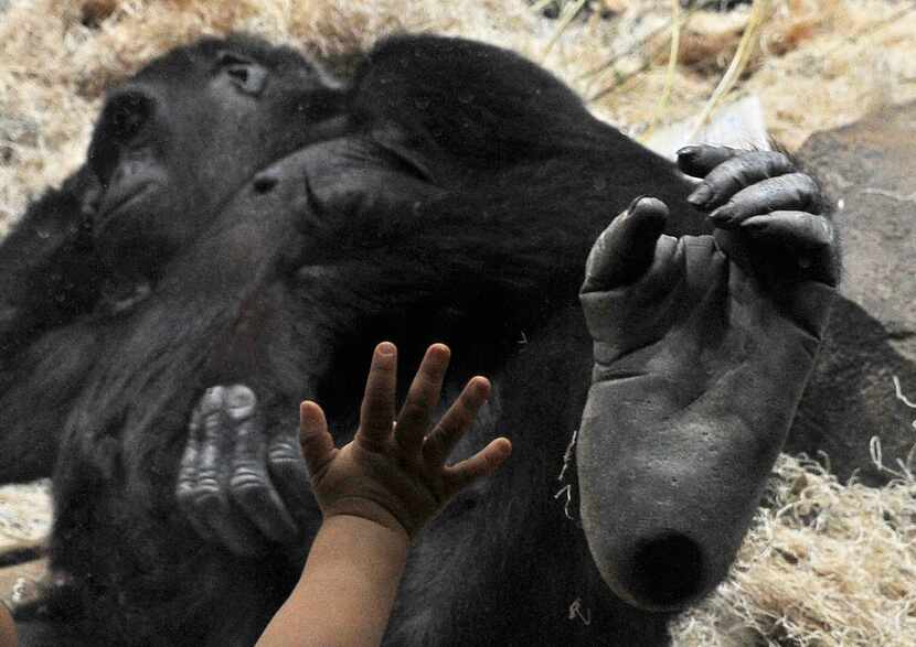  A young Houston Zoo visitor puts his hand against the glass beside the foot of Sufi, a...