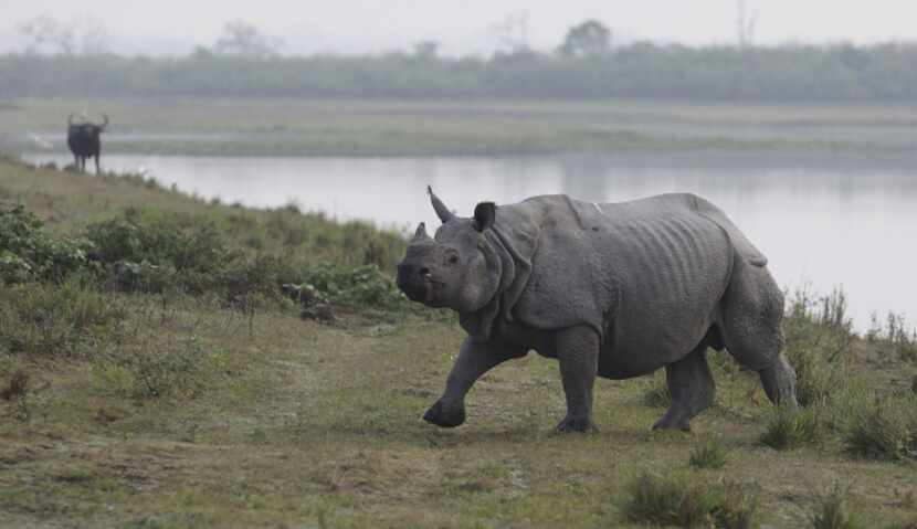 On March 24, 2013 a two-day census inside the Kaziranga National Park, found that there was...