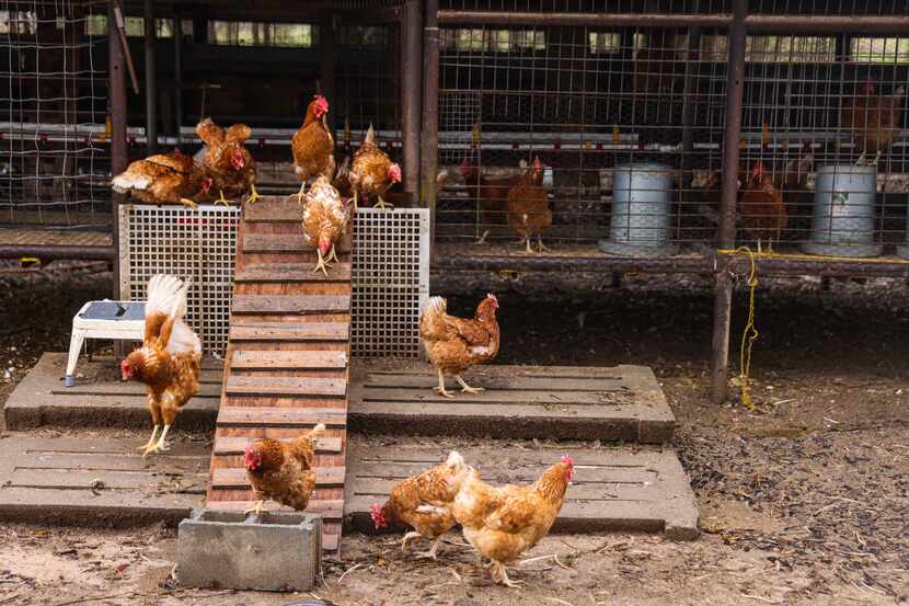 Egg-laying hens photographed at the Cedar Ridge Free Range farm in Pickton, Texas. The...