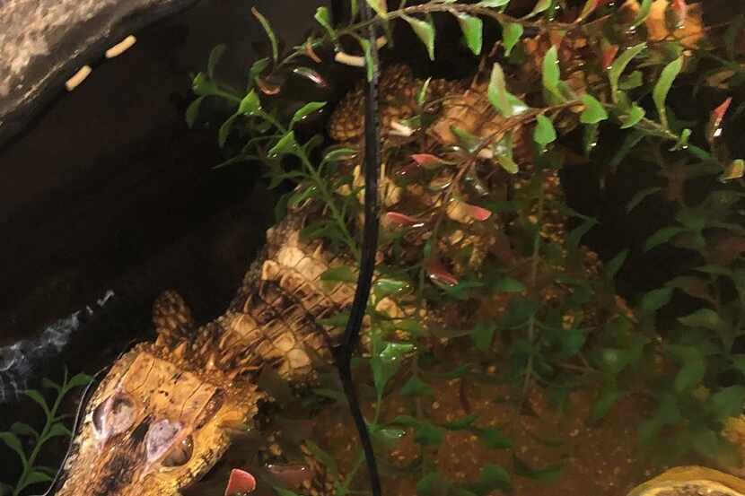 Un reptil de tres pies de largo fue hallado en una casa en Kilgore, a unas 120 millas al...
