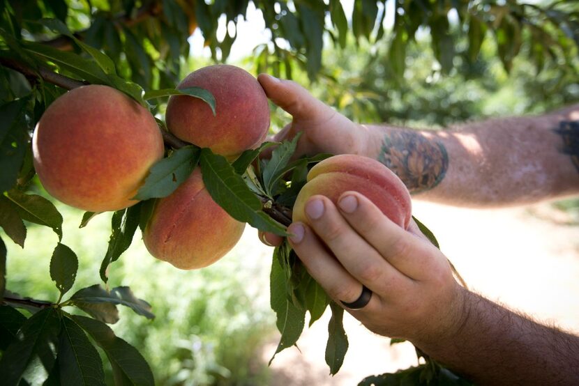 In this  July 6, 2017 photo, Jay Hutton picks peaches at Hutton Peach Farm in Weatherford. 