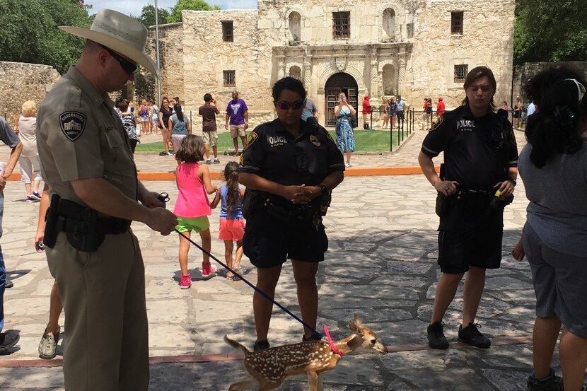 Officials take custody of a white-tailed deer fawn at the Alamo on June 30, after a woman...