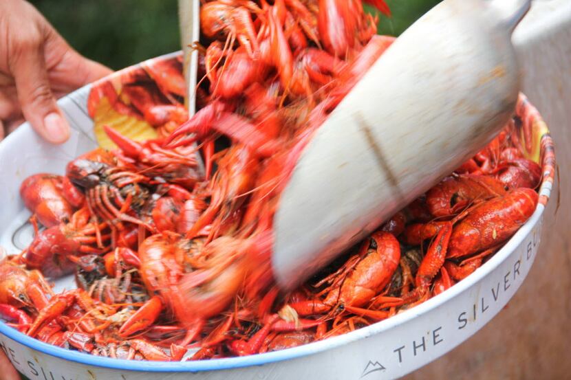 Crawfish, crayfish, crawdads, mudbugs: Call 'em what you will. 