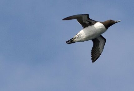 Thousands of common murres can be spotted near the Farallon Islands, the largest seabird...